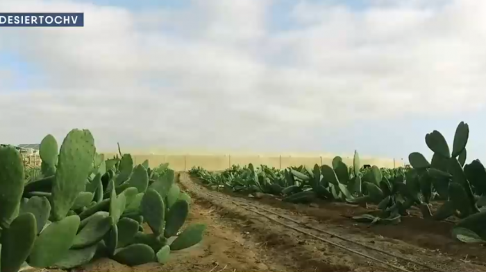 Los Frutos del desierto: Cultivos en el suelo más árido del mundo