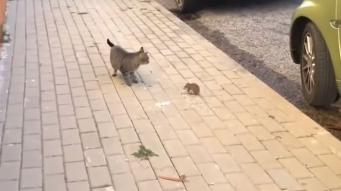 ¿Quién habrá ganado?: Este fue el inesperado desenlace de la pelea entre un gato y un ratón