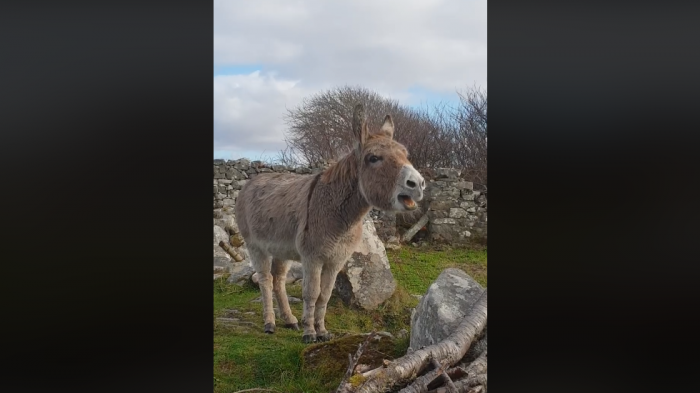 Video de burra que “canta ópera” causa sensación en Internet y se convierte en viral