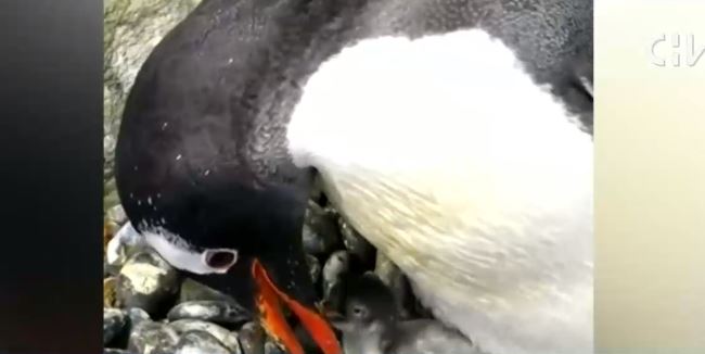 La tierna historia de amor de dos pingüinos machos que son padres de una cría que ellos incubaron