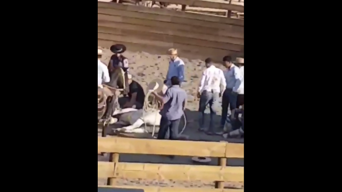 Así fue el momento en el que un caballo se desplomó y convulsionó durante una domadura en medialuna