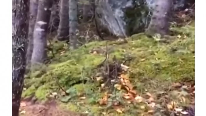 ¿Será real? Viralizan video donde pareciera que un bosque está “respirando”