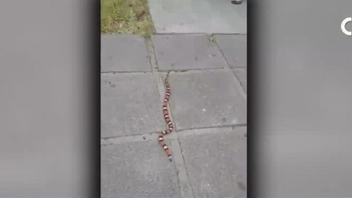 Causó pánico: Serpiente se escapó desde una tienda de mascotas en Las Condes