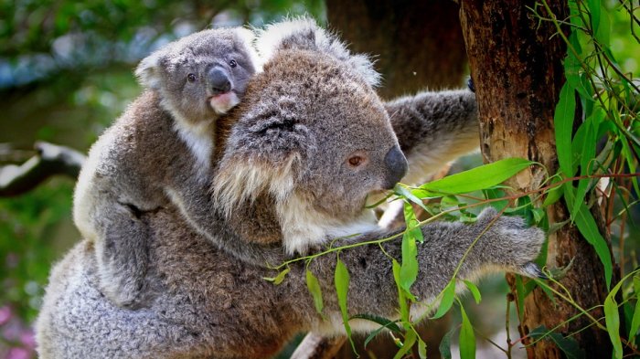 Malas noticias: Koalas desaparecen a un ritmo más rápido que la población mundial de animales