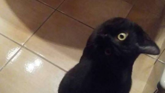 ¿Qué es? El viral de la semana que se ha tomado las redes 😲