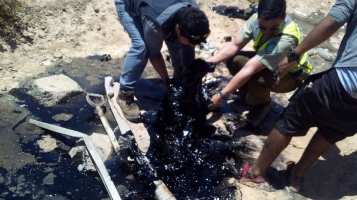 Triste desenlace: 4 perros fueron sacrificados tras quedar atrapados por 12 horas en pozo de alquitrán cerca de Taltal