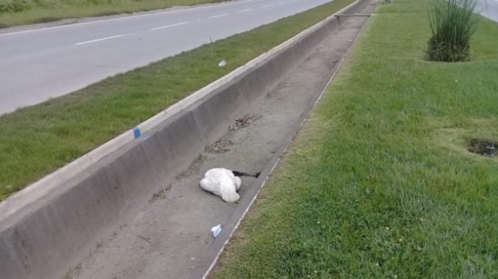 Preocupación generó el hallazgo de dos cisnes de cuello negro muertos en Talcahuano