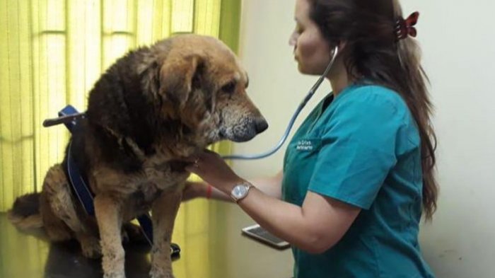 Municipio y vecinos de Limache buscan querellarse contra hombre que acuchilló a un perro