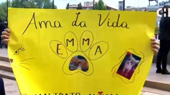 #JusticiaParaEmma: La marcha que condena la brutal agresión a un pequeño gato