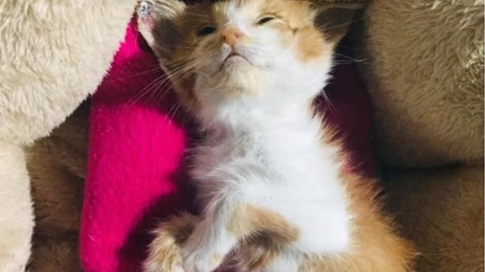 La propuesta del senador Girardi tras brutal maltrato a gatita Ema: “Las niñas que la torturaron y mataron deberían pagar con servicio comunitario”