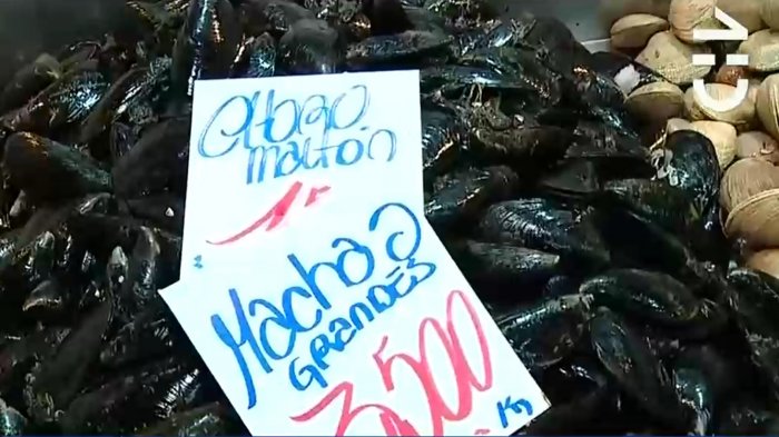 Detectan marea roja en el norte: Seremi de Salud realizó intensa fiscalización en Terminal Pesquero