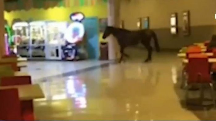 De no creer: Grabaron a un caballo al interior de un mall en Coronel