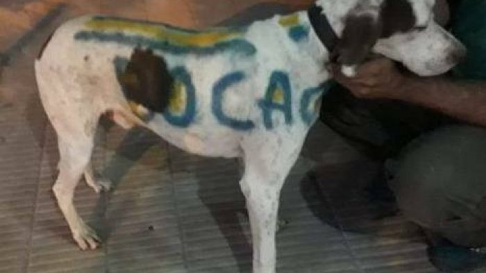 Carnicero que pintó con los colores de Boca a un perro callejero se ganó el repudio de las redes