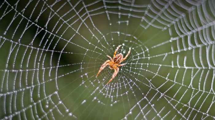 Telas de arañas gigantes aparecen misteriosamente en una carretera de EE.UU.