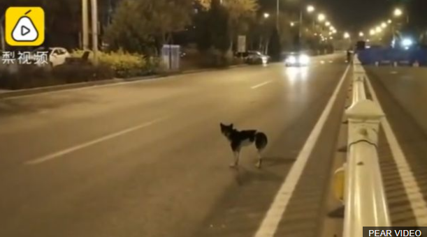 El más leal del mundo: Perro lleva 80 días parado en la carretera esperando a su dueña fallecida