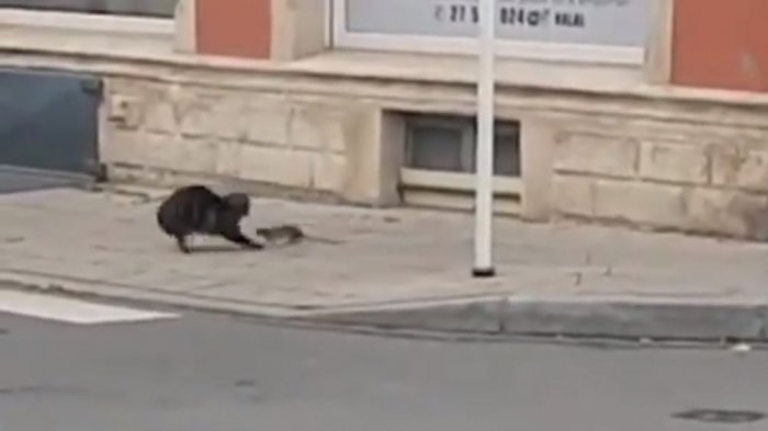 El mundo al revés: Rata callejera correteó a un gato doméstico que quiso atacarla