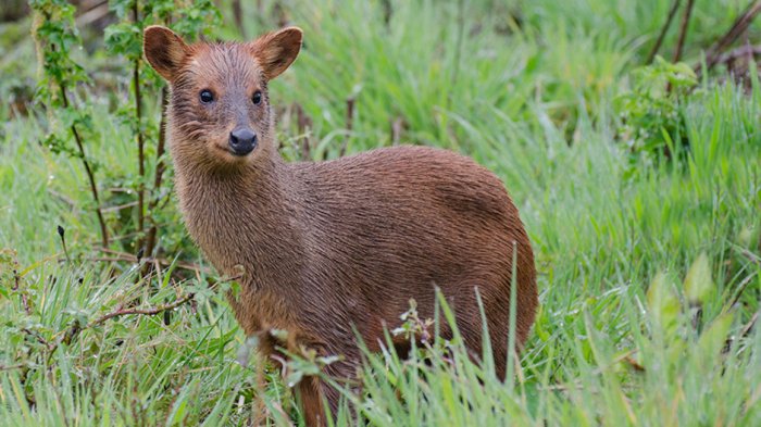 Una especie protegida: Funan a joven chileno que mató y luego cocinó a pudú en Paillaco