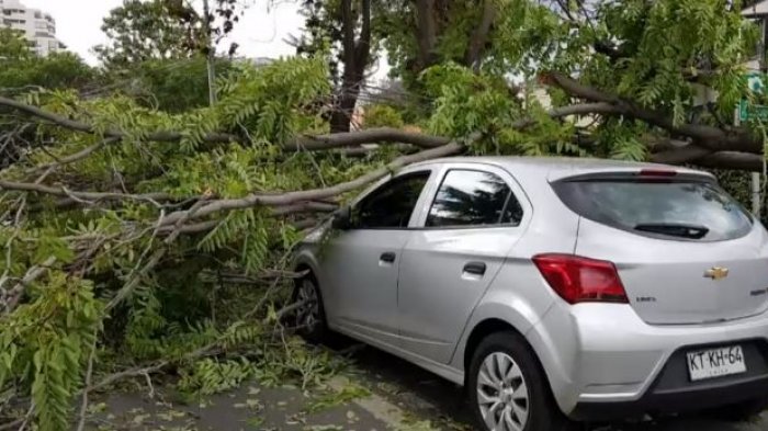 Gran congestión en Américo Vespucio por caída de un árbol sobre un vehículo en tránsito