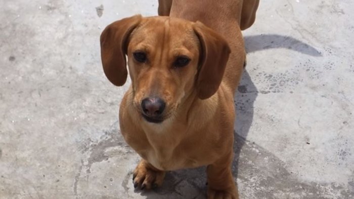Perro salchicha sorprende en redes sociales tras mandarse tremendo tapadón