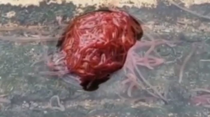 Monstruo de la alcantarilla: Lo que hay detrás del asqueroso video que se convirtió en viral