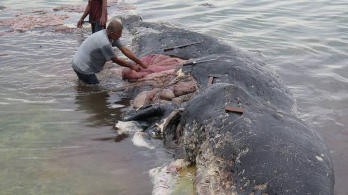 Encuentran el cuerpo de una ballena en Indonesia: Tenía 6 kilos de desechos en su estómago