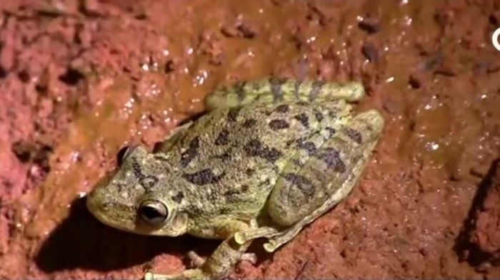 Piel de las ranas podría tener propiedades antibióticas y ayudar a combatir la resistencia antimicrobiana