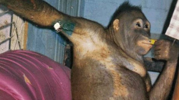 Depilada, maquillada y vestida como mujer: El cruel caso de la orangután que fue rescatada desde un burdel