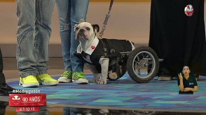 Teletón 2018: Tierno perrito en silla de ruedas conmovió a los televidentes en la 