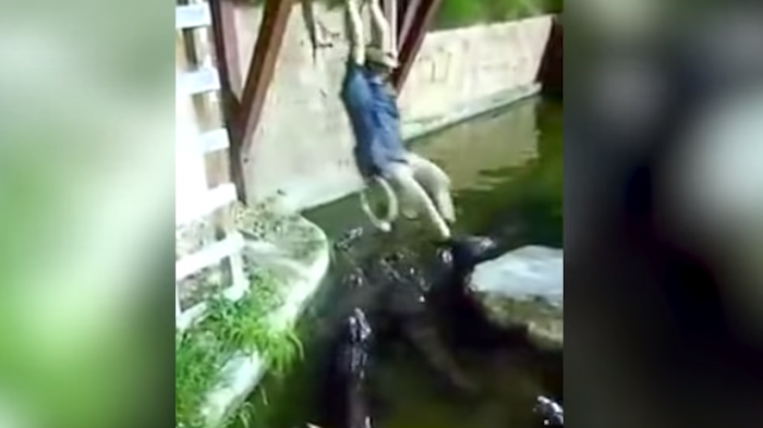 Se le cortó la cuerda: Entrenador de cocodrilos cayó a estanque lleno de animales hambrientos