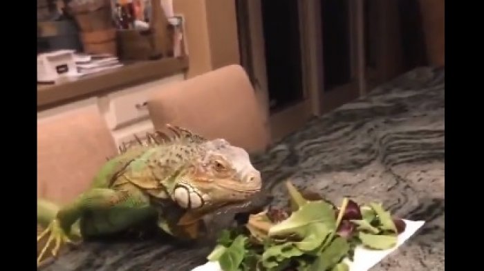Joven tuvo una cita romántica con su iguana y terminó en completo fracaso