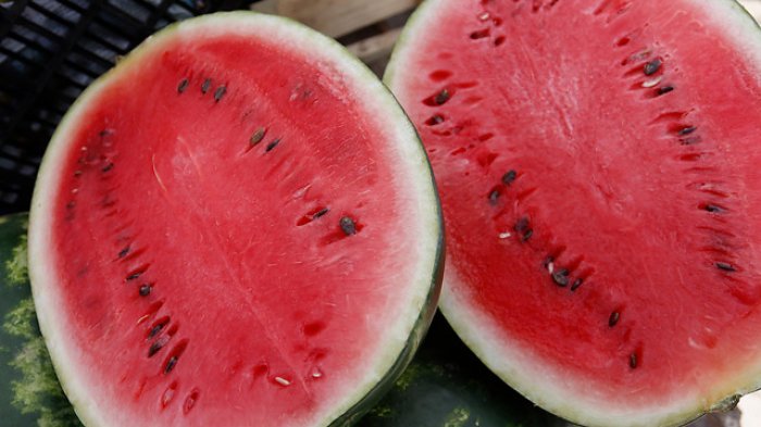 3 millones de unidades listas para la venta: Abren temporada oficial de sandías de Paine