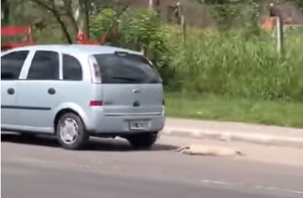 Molestia generalizada por video que muestra cómo un conductor arrastró con su auto a un perro hasta matarlo