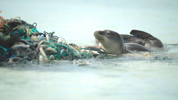 El extraño caso de una foca con una anguila atrapada en su nariz