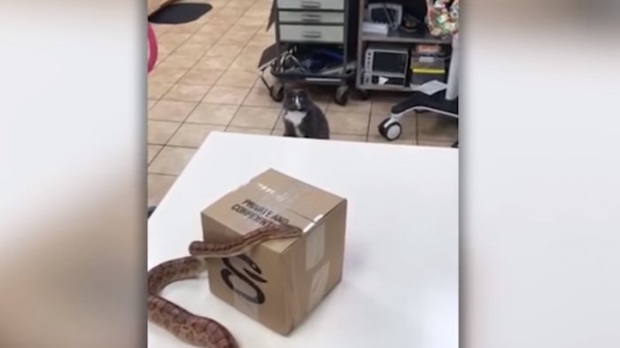 ¿Miedo o curiosidad?: La divertida reacción de un gato al ver por primera vez una serpiente