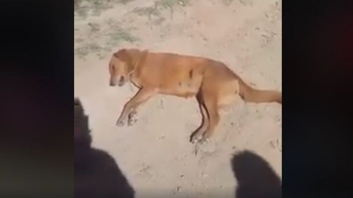 Policías le dispararon a una perrita que les ladró desatando la ira de los vecinos