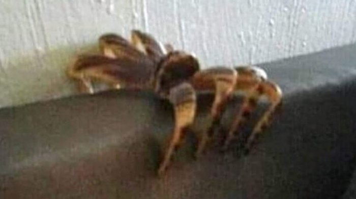 “Le tiré 5 zapatos, un tarro de Raid y casi quemé la casa”: La reacción de joven chileno tras ver una “araña gigante”