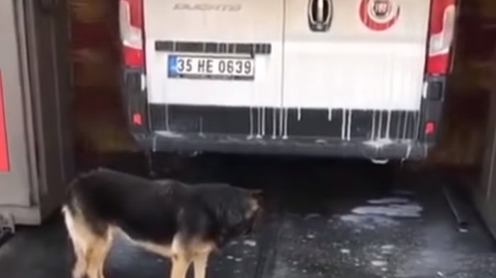 Quedó limpiecito: Perro esperó su turno y se bañó en un lavado de autos