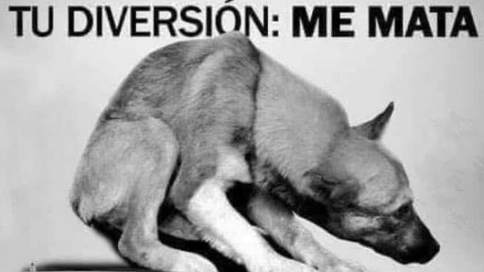 No+Fuegos artificiales: Taltal aboga por la tranquilidad de las mascotas durante Año Nuevo