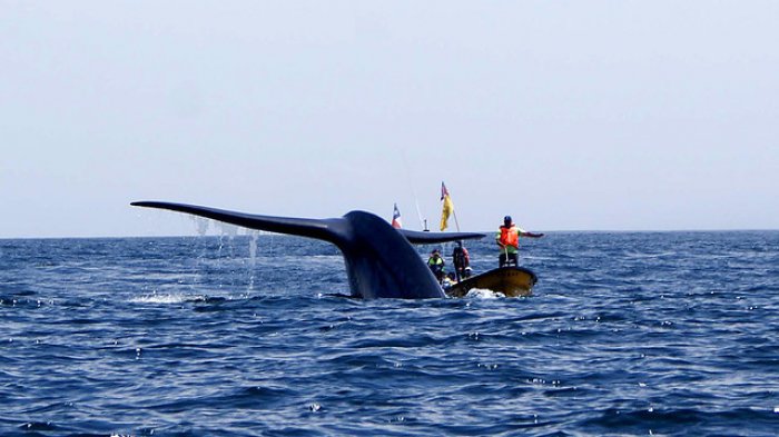 Japón anunció que reanudará la caza comercial de ballenas durante 2019