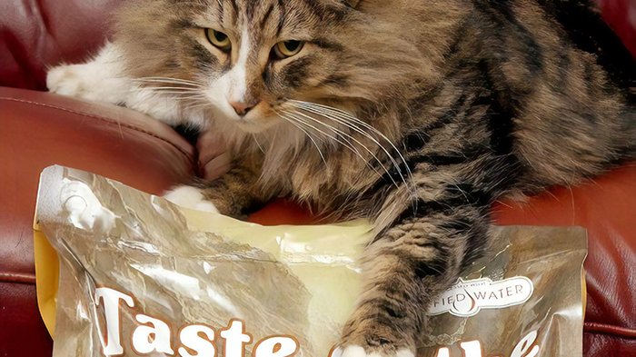 ¡Vida de rey! Gato se escapa a una fábrica de alimentos y regresa a su casa con el doble de peso