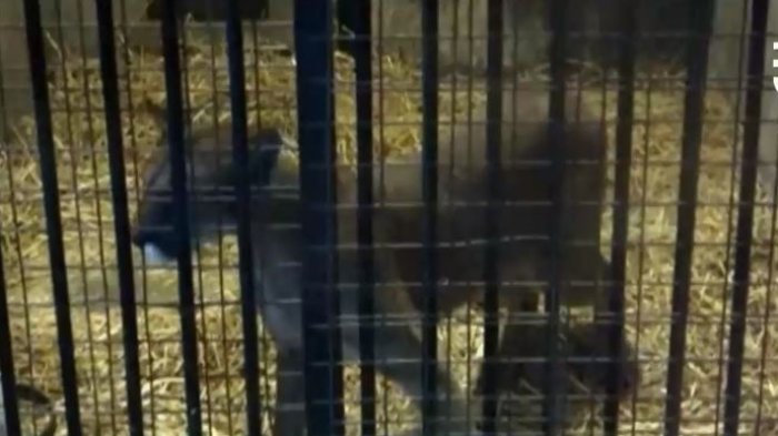 Hidratado y en perfectas condiciones: Así se encuentra el puma rescatado en Lo Barnechea a la espera de su liberación