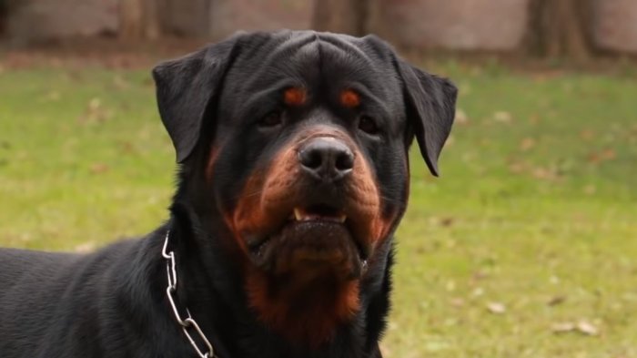 Niño murió en la comuna de Alto Hospicio tras ser brutalmente atacado por perro rottweiler