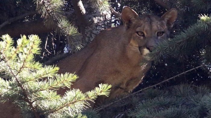 El puma de Lo Barnechea dejó en evidencia la falta de protocolos: Municipio entrega recomendaciones con animales silvestres