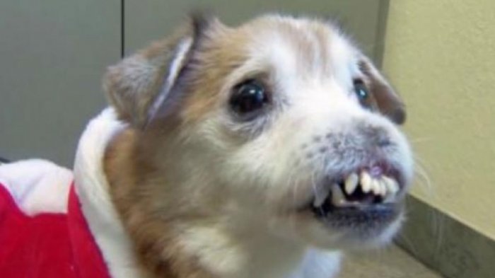 Sniffles: El perro sin nariz que todos quieren adoptar