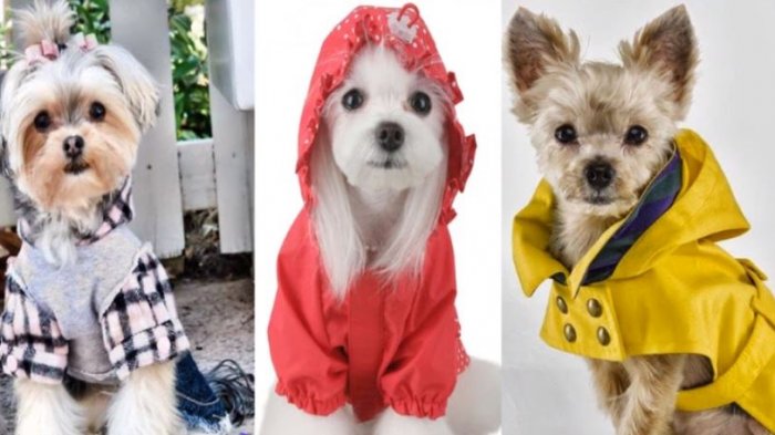 Ojo con vestir a su mascota: Jefe de unidad canina afirmó que es maltrato animal