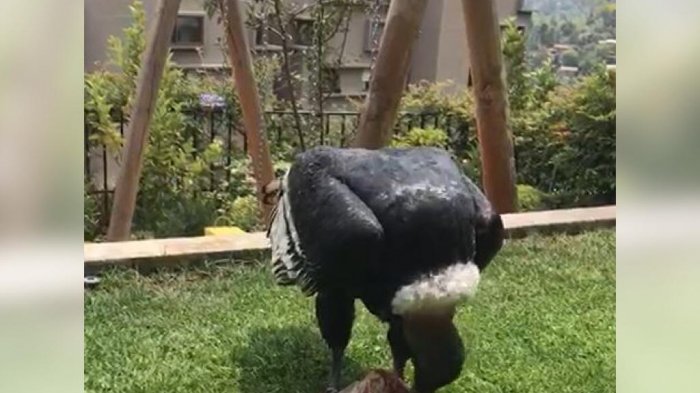 Cóndor arrasó con carne que se estaba descongelando en una terraza en La Dehesa: “Esa sería nuestra punta picana”