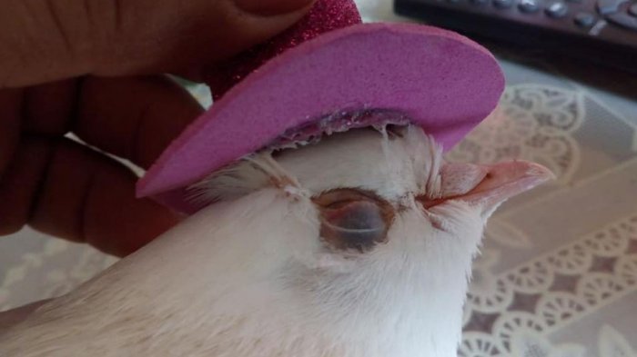 Organizaba fiestas de matrimonio maltratando a animales con silicona y cotillón