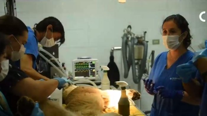 El SAG informó que puma rescatado en Lo Barnechea podría ser liberado esta semana