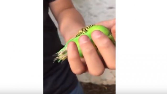 La ingeniosa publicidad de marca de condones que se cuelga de la trágica muerte del Chimuelo