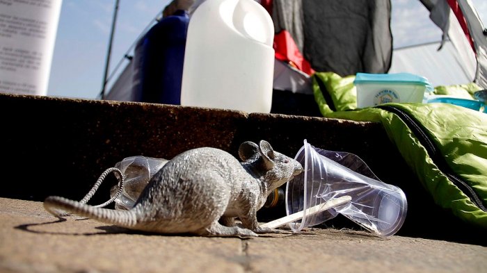 Desde la prevención hasta los síntomas: Todo lo que hay que saber del virus hanta